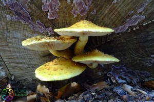 pholiota adiposa (3) (1200 x 800)6.jpg_product_product_product